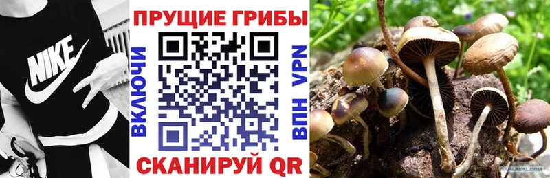 Псилоцибиновые грибы прущие грибы  где купить наркотик  маркетплейс формула  Канск 